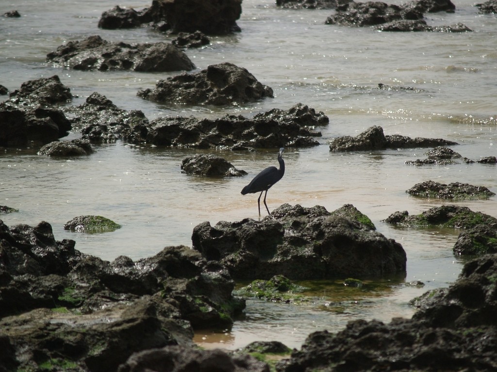 Aigrette à gorge blanche - ML643231194