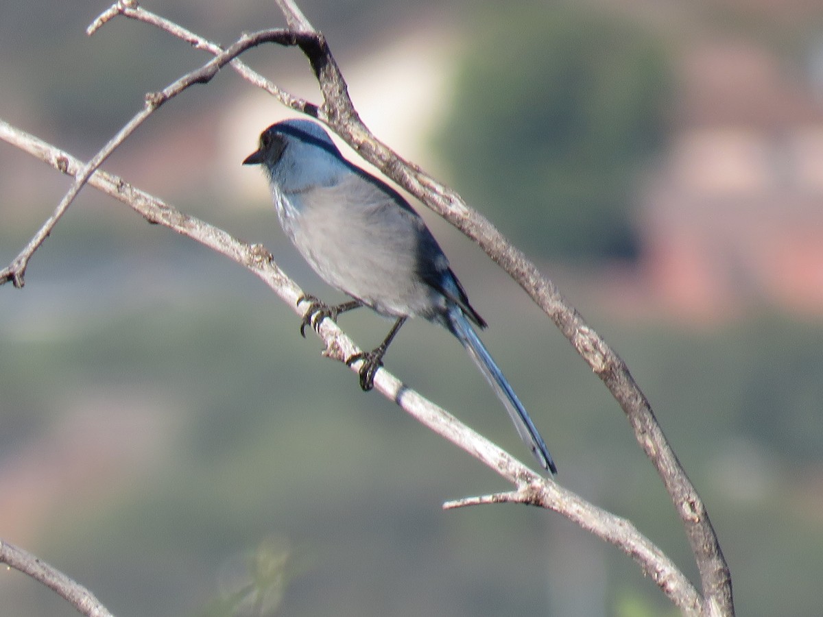 Woodhouse's Scrub-Jay - ML643231196