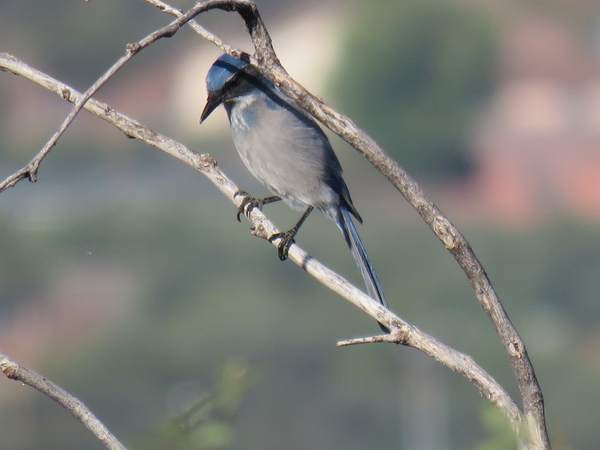 Woodhouse's Scrub-Jay - ML643231197