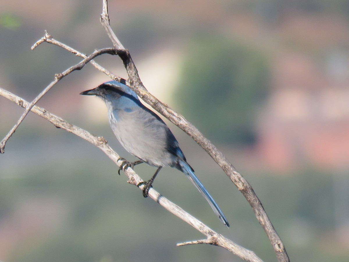 Woodhouse's Scrub-Jay - ML643231198