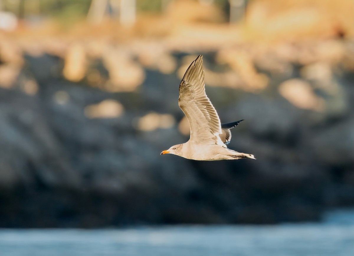 Heermann's Gull - ML643231199