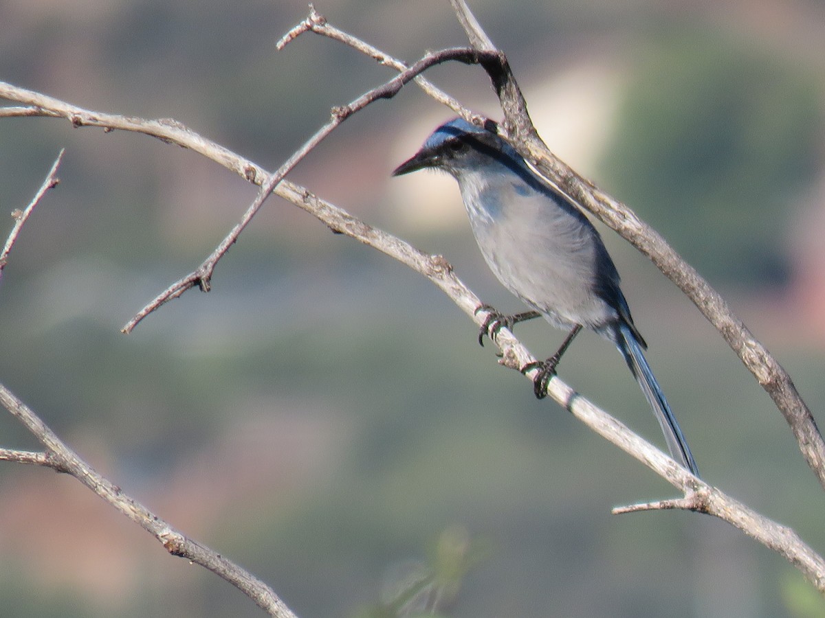 Woodhouse's Scrub-Jay - ML643231200