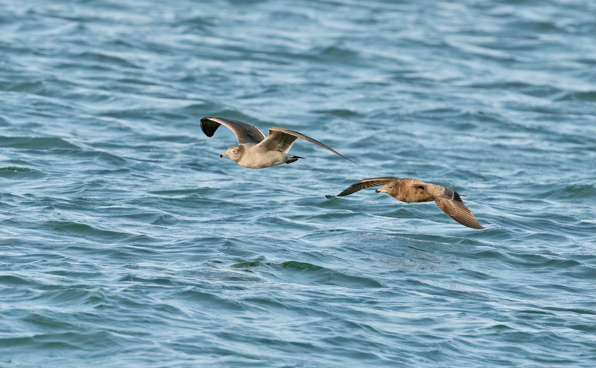 Heermann's Gull - ML643231201
