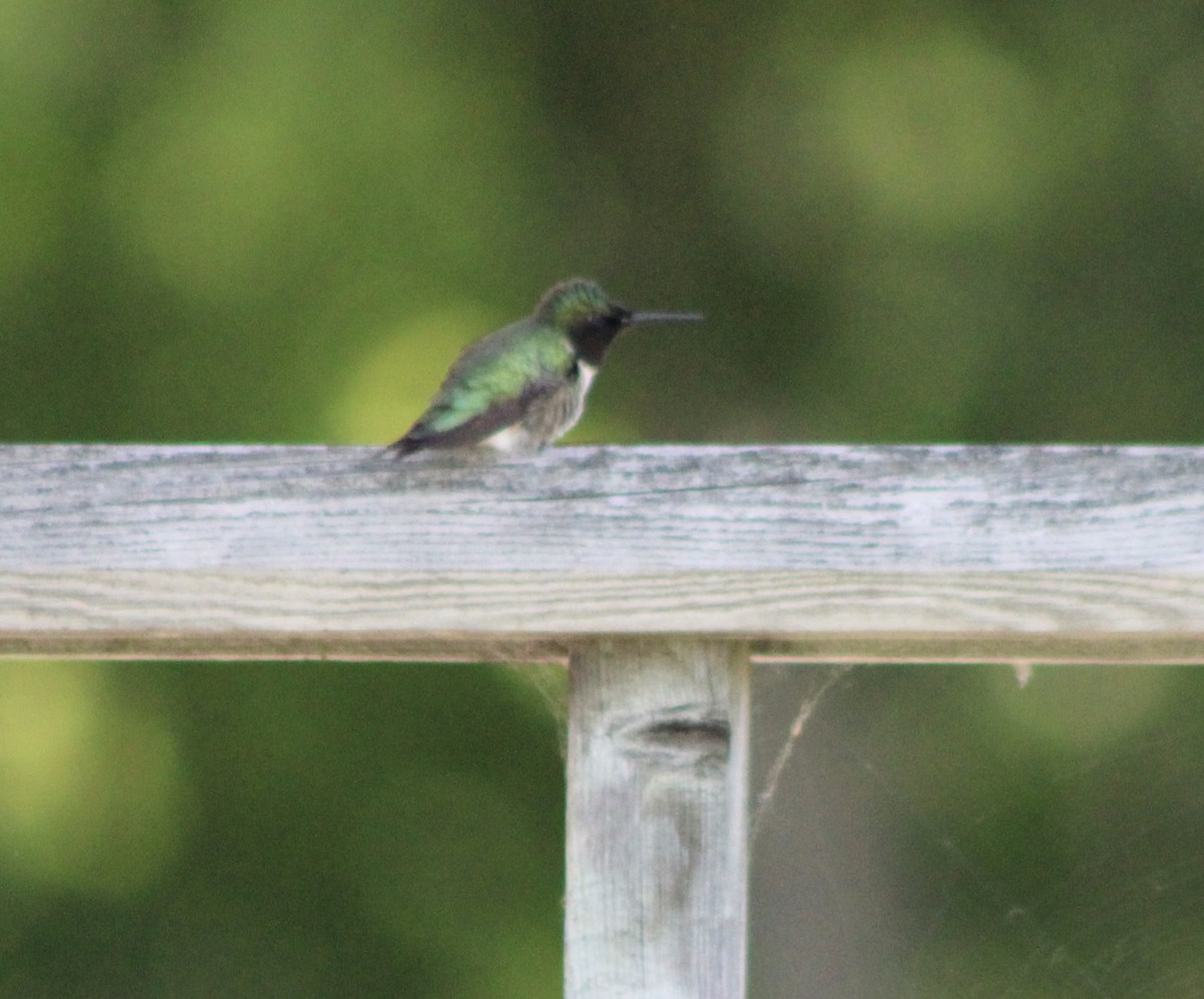 Ruby-throated Hummingbird - ML643231202