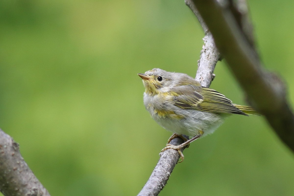 Yellow Warbler - ML64323121