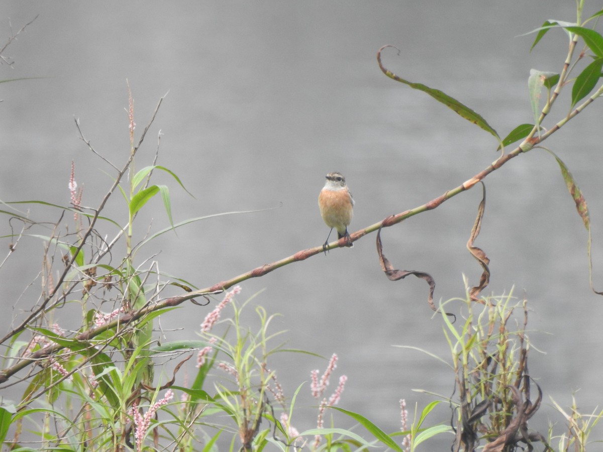 Siberian Stonechat - ML643231230