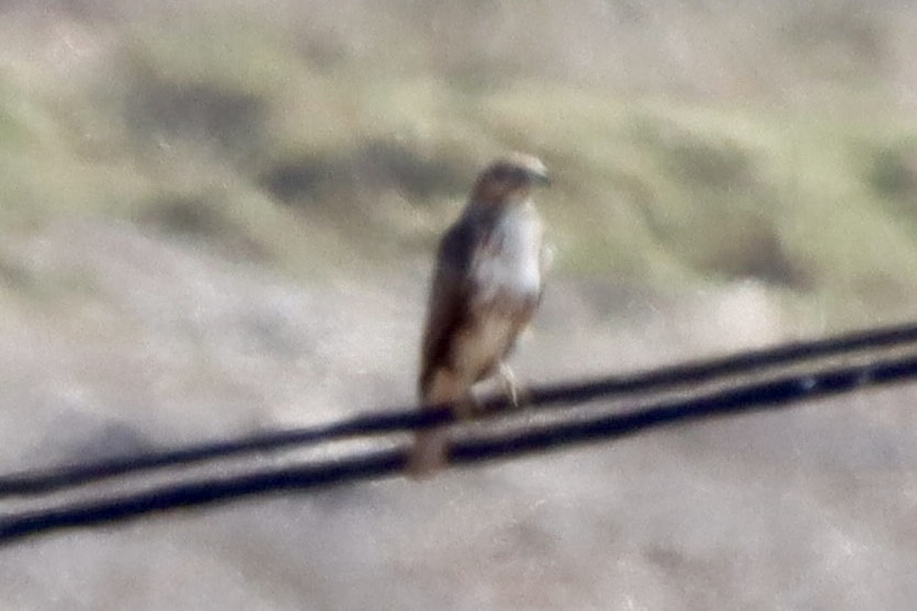Common Buzzard (Canary Is.) - ML643231234