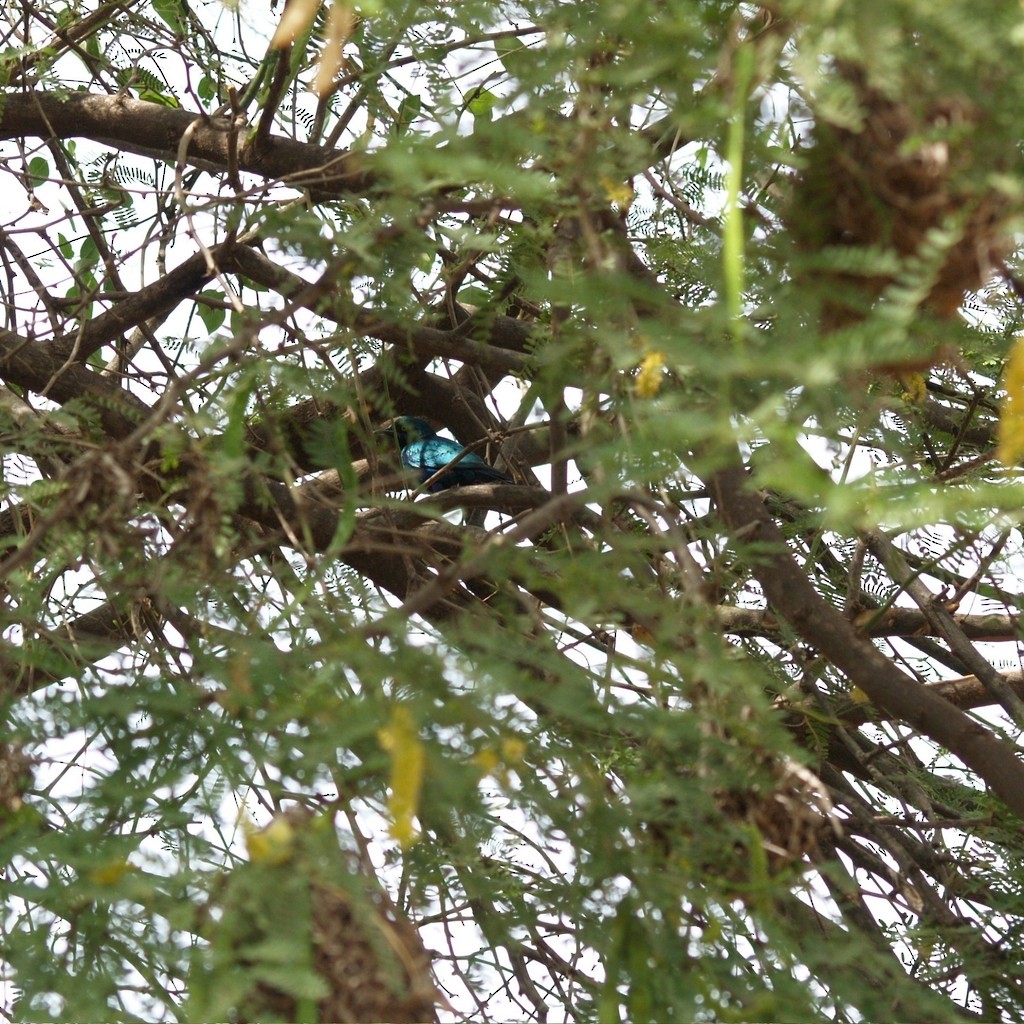 Greater Blue-eared Starling - ML643231246
