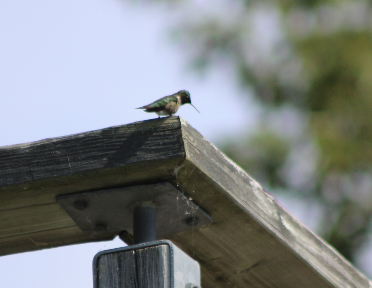 Ruby-throated Hummingbird - ML643231268