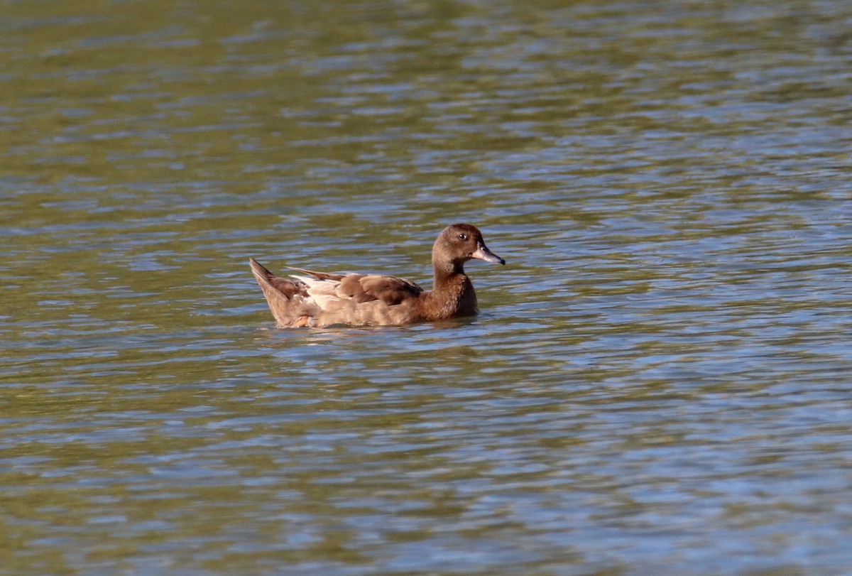 kachna domácí - ML643231278