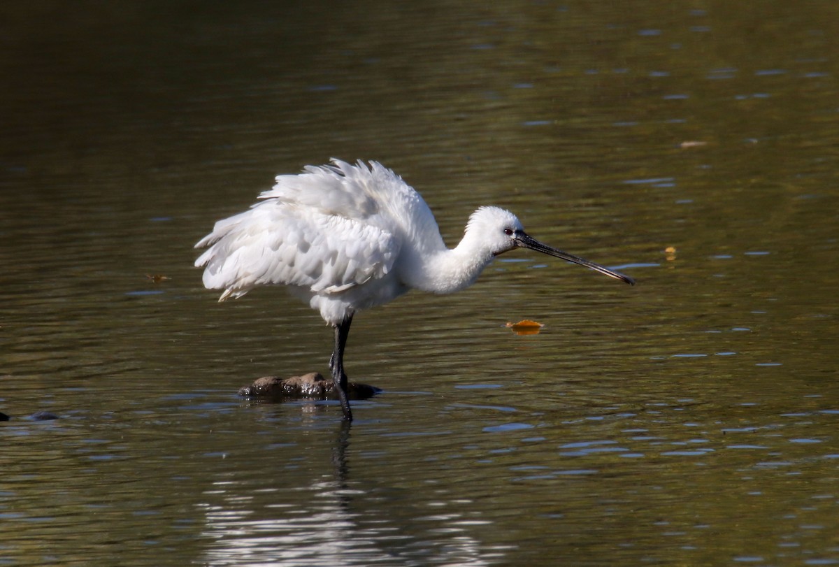 kolpík bílý - ML643231300