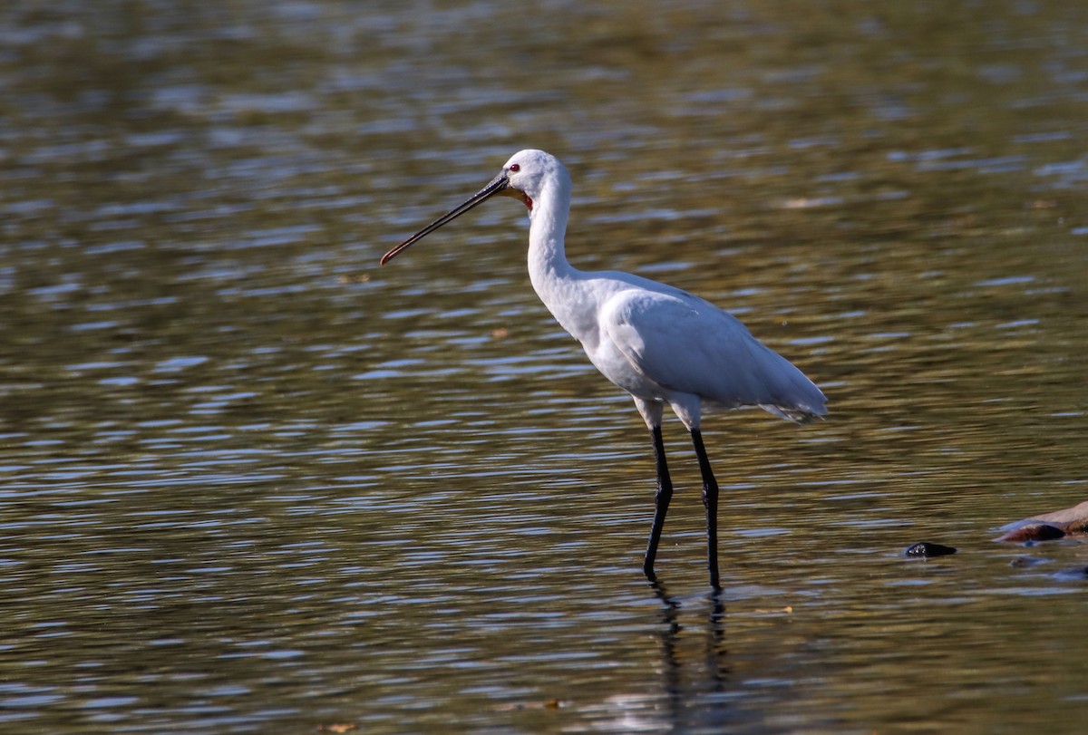 kolpík bílý - ML643231301