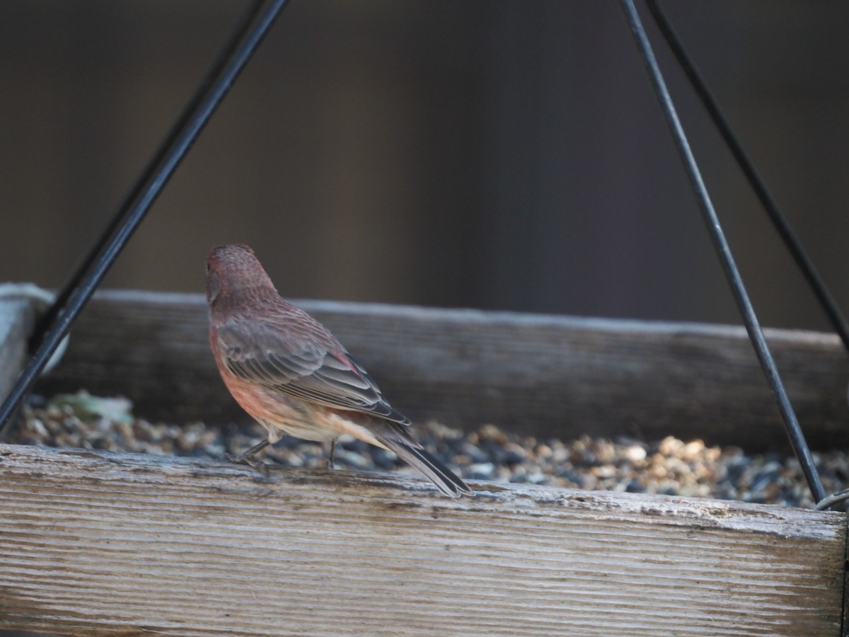 House Finch - ML643231304