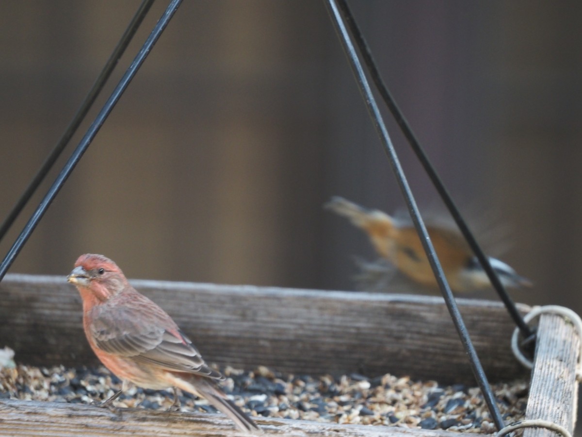 House Finch - ML643231305