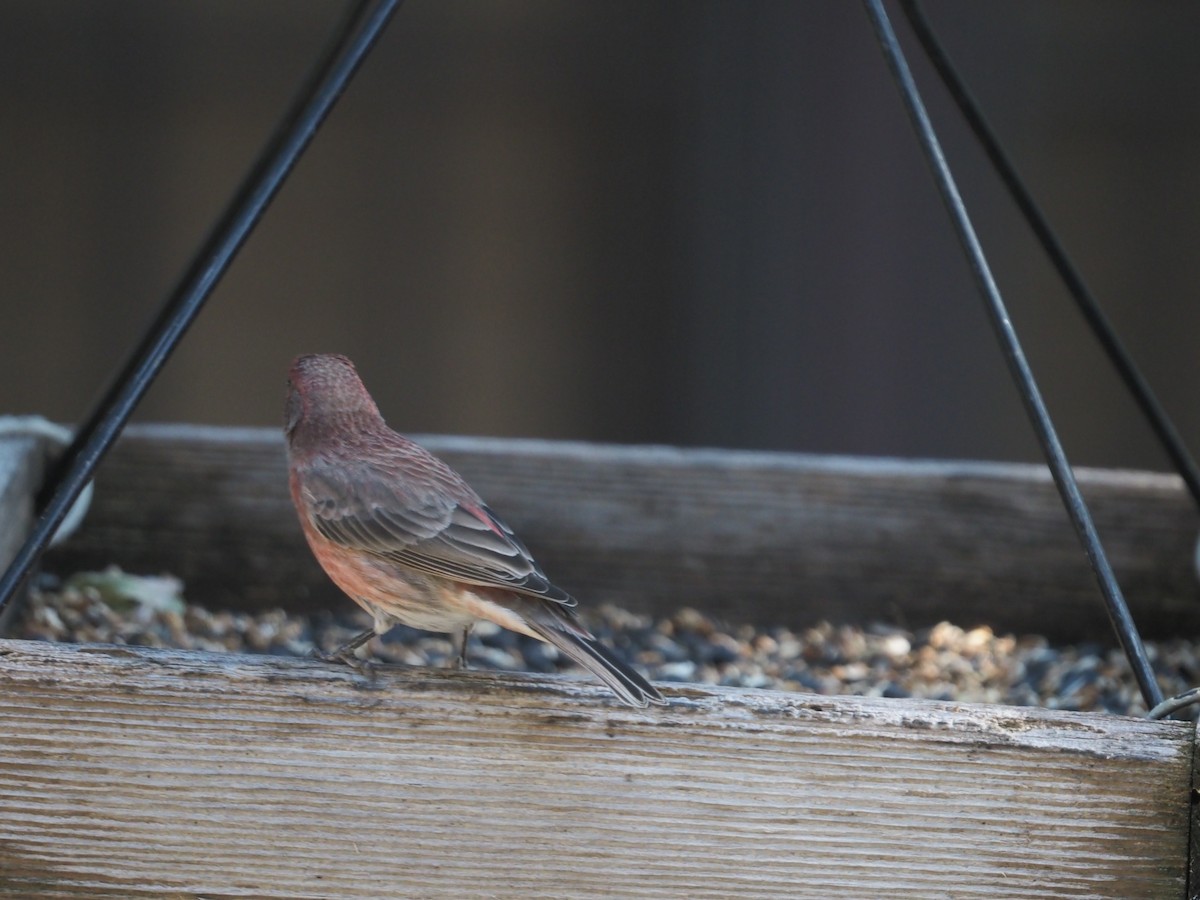 House Finch - ML643231306