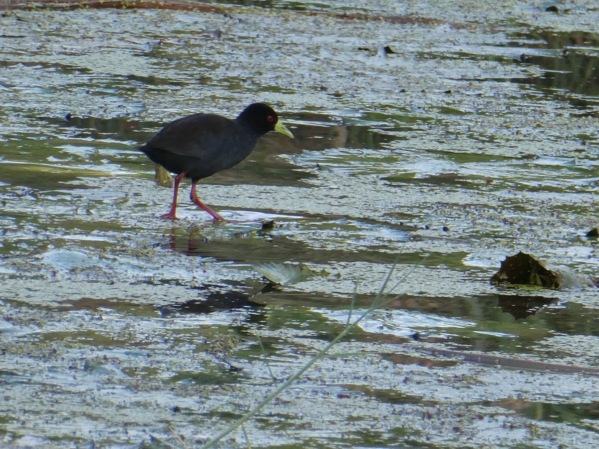 Black Crake - ML643231317