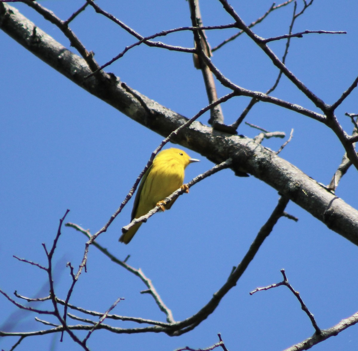 Northern Yellow Warbler - ML643231325