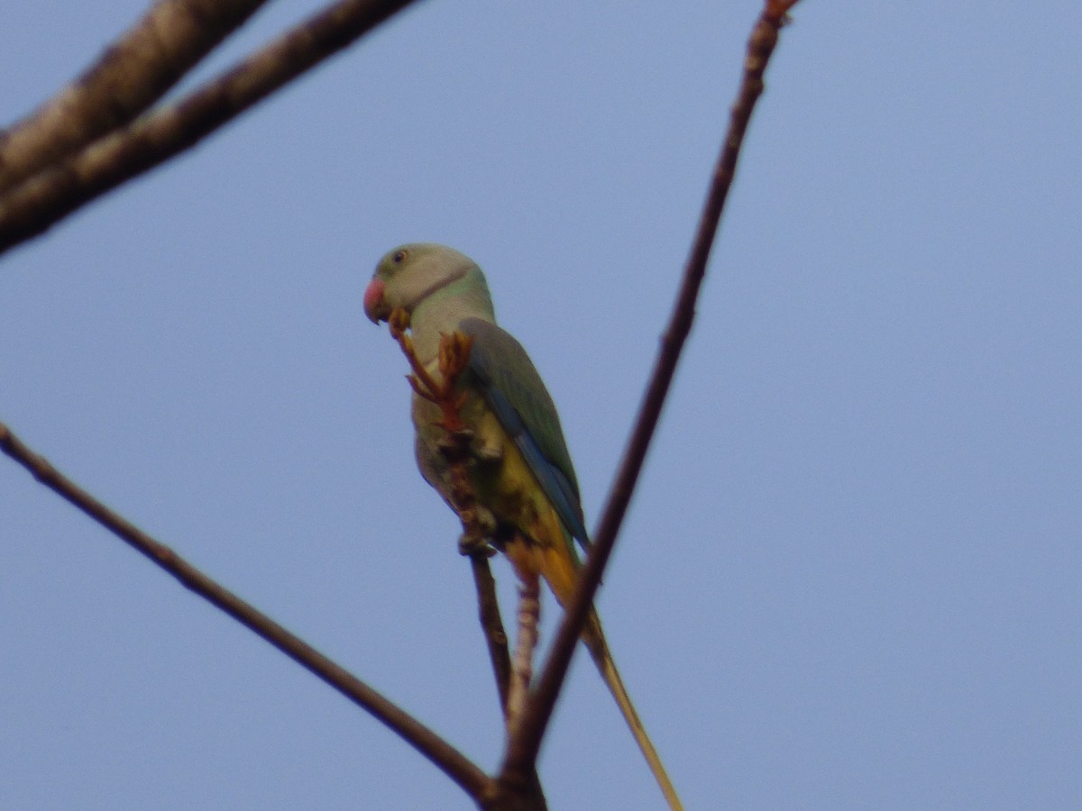 Malabar Parakeet - ML643231361