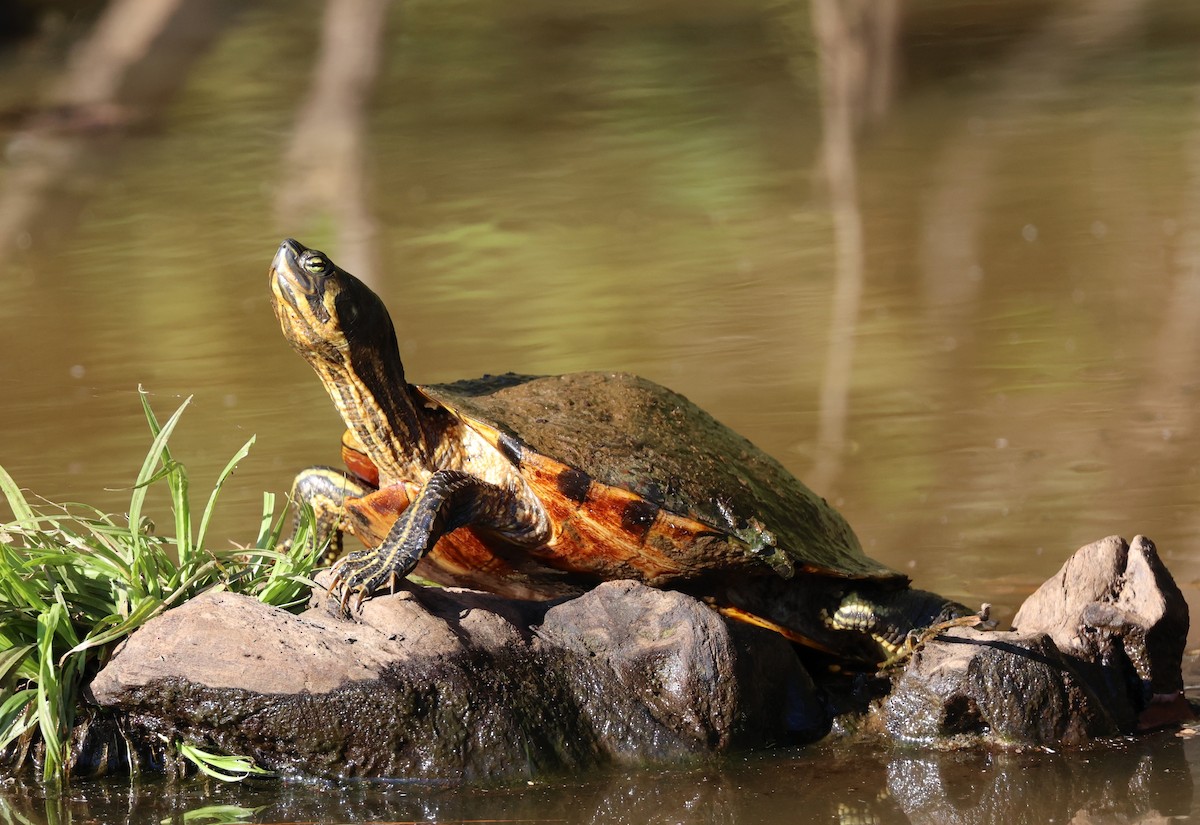 Pond Slider - ML643231365