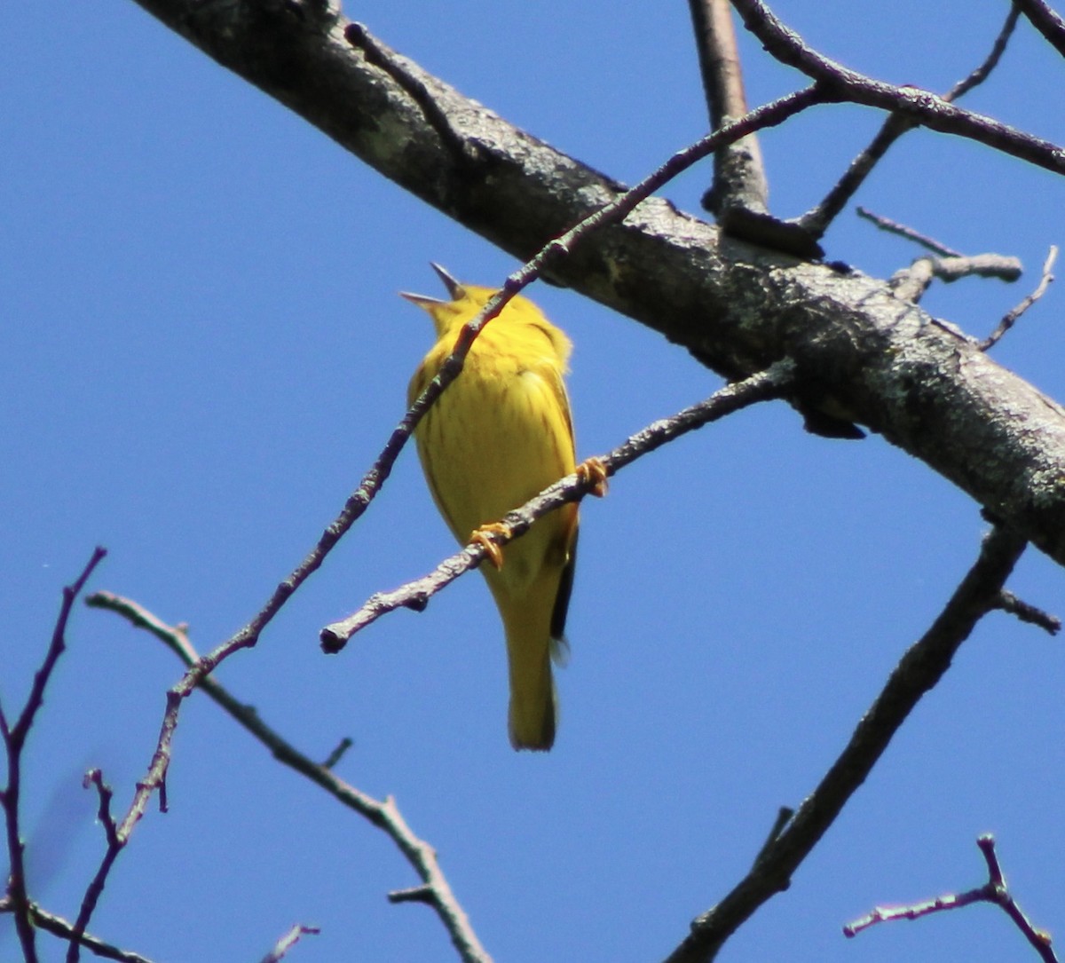 Northern Yellow Warbler - ML643231368