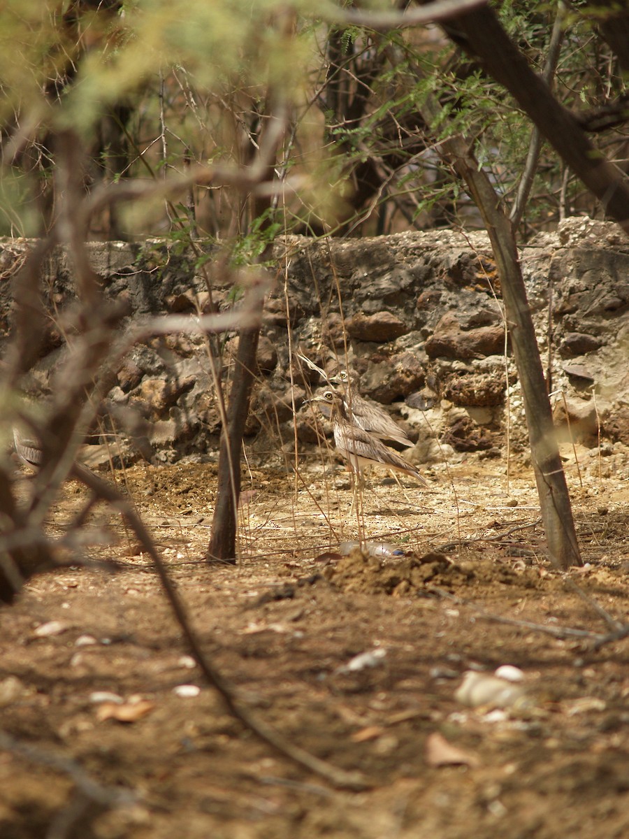 Лежень річковий - ML643231373