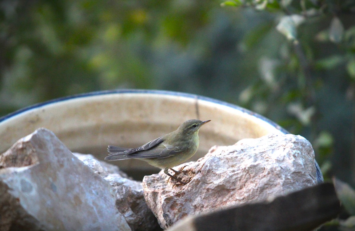 Willow Warbler - ML643231393