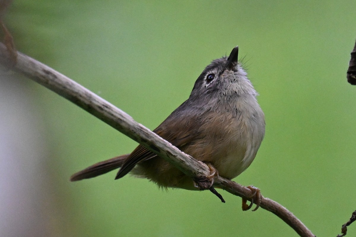 Morrison's Fulvetta - ML643231438
