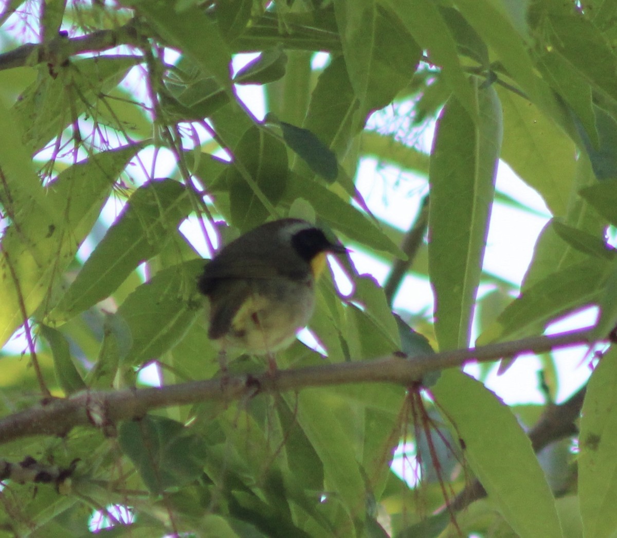 Common Yellowthroat - ML643231439