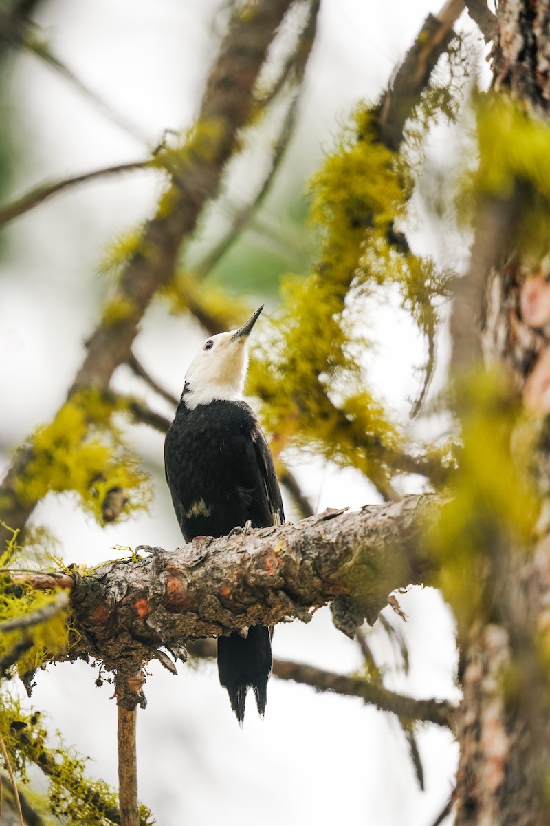 White-headed Woodpecker - ML643231447