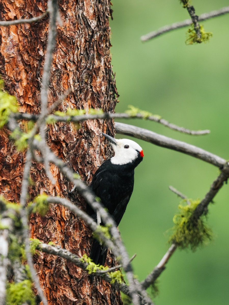 White-headed Woodpecker - ML643231449