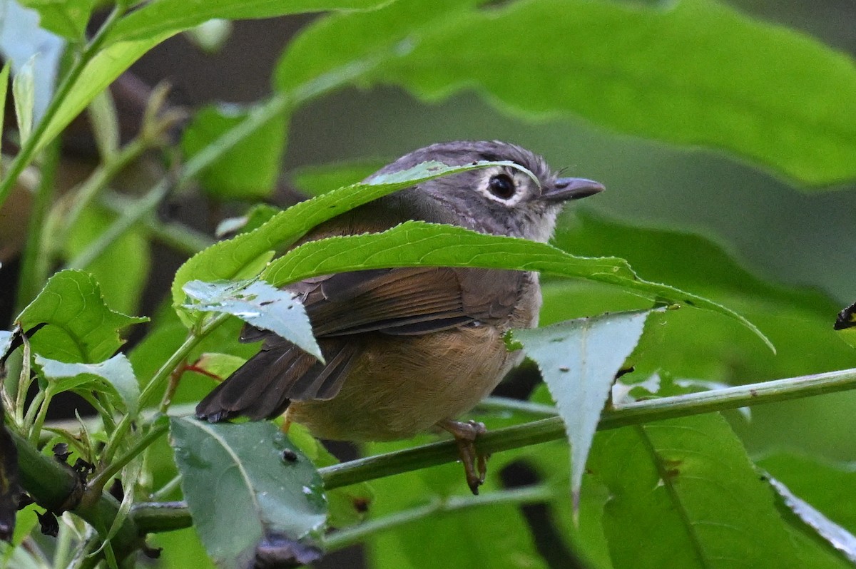 Morrison's Fulvetta - ML643231460