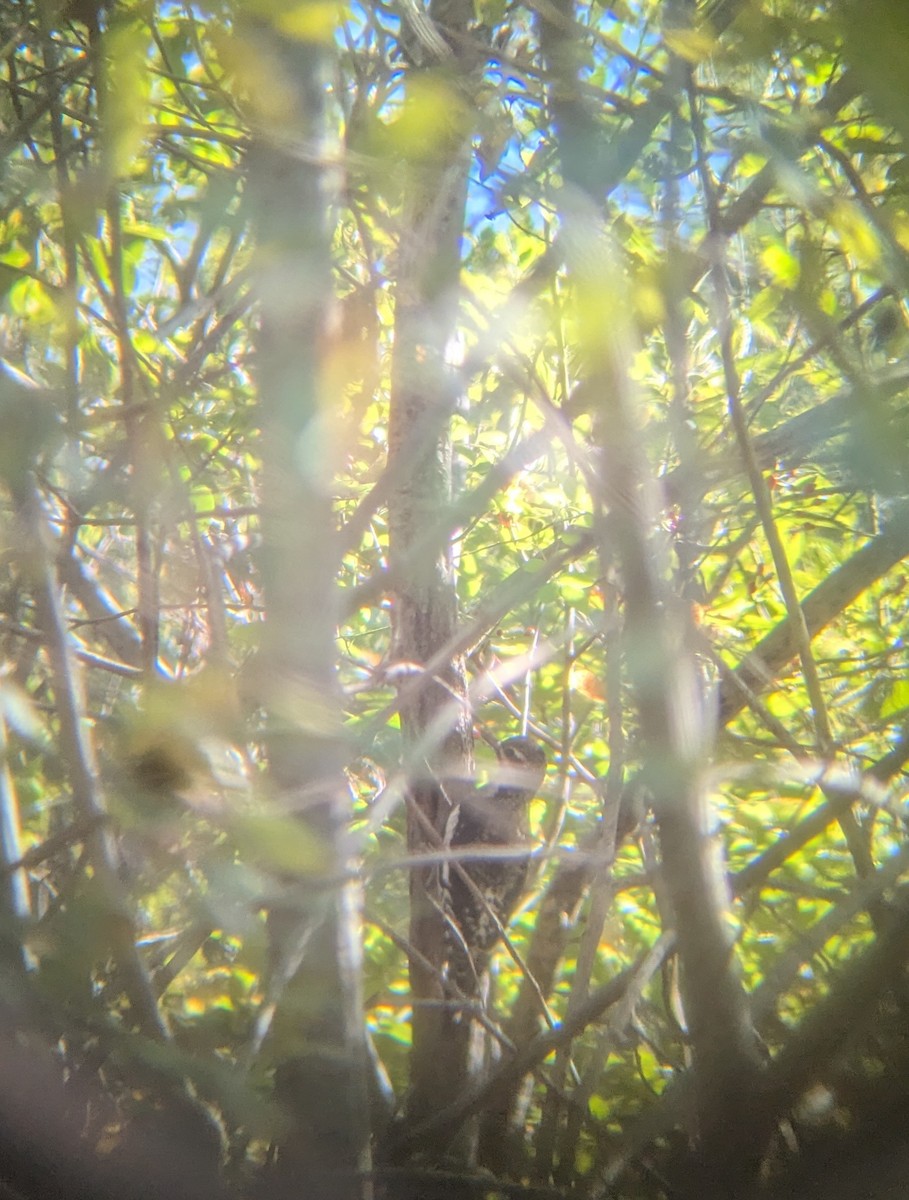 Yellow-bellied Sapsucker - ML643231468