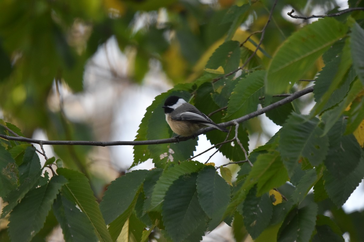 Black-capped Chickadee - ML643231469