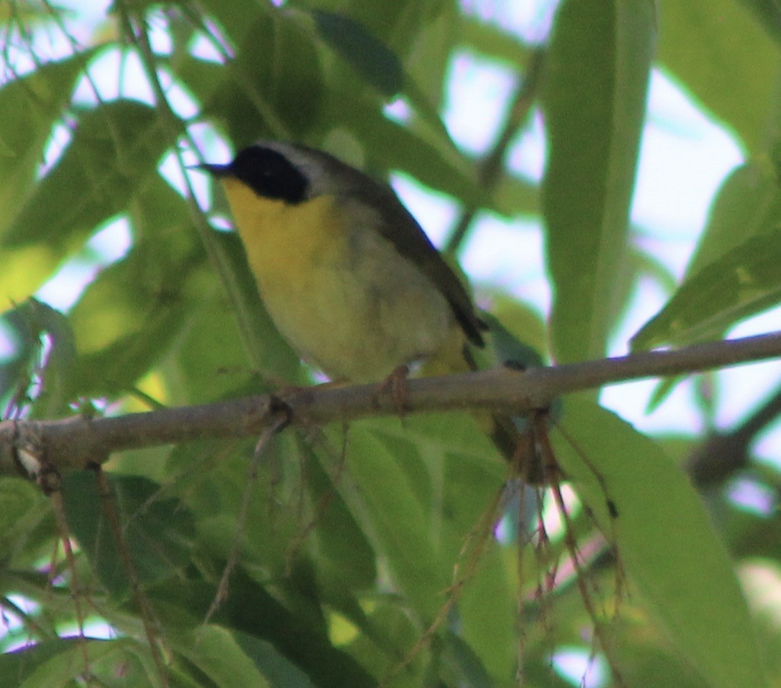 Common Yellowthroat - ML643231470