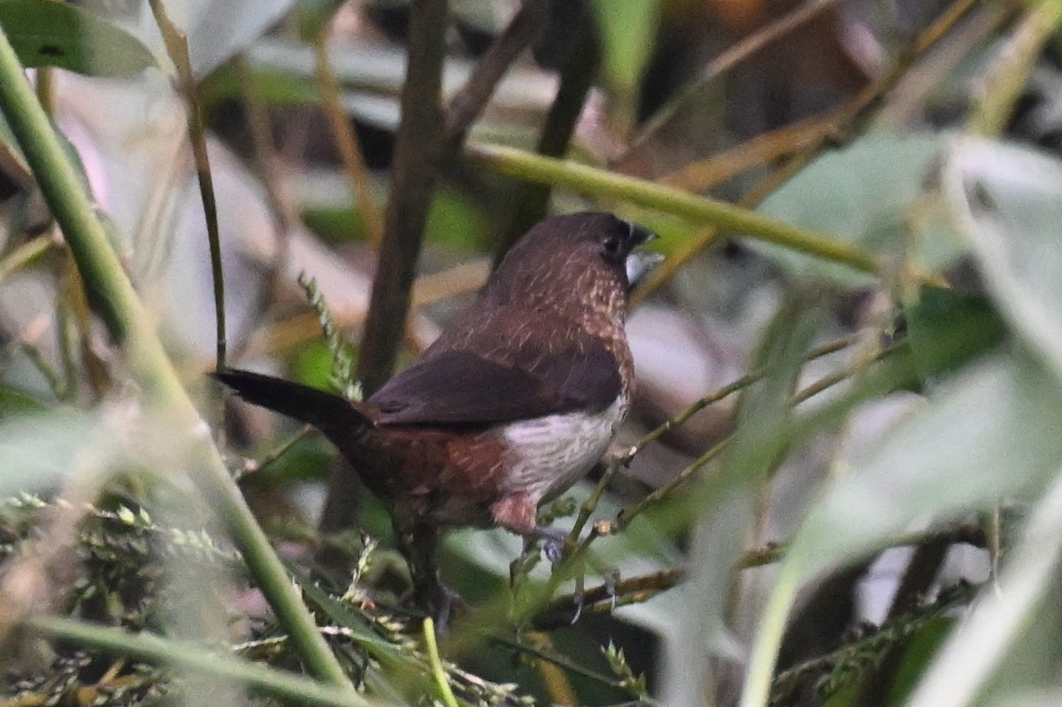 白腰文鳥 - ML643231471
