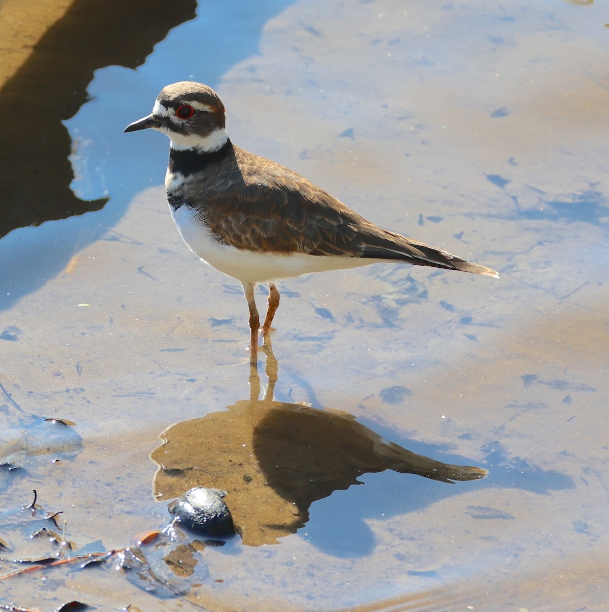 Killdeer - ML643231474