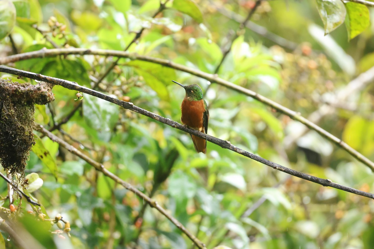 Chestnut-breasted Coronet - ML643231475