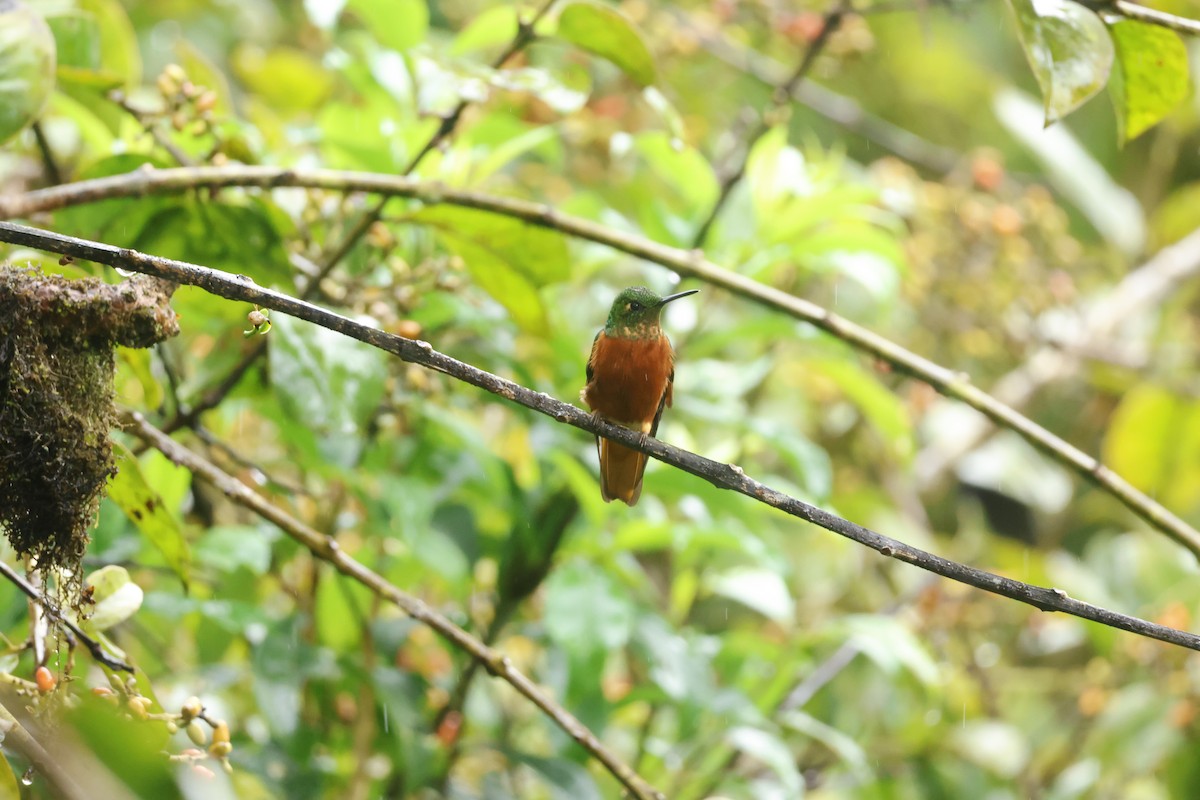 Chestnut-breasted Coronet - ML643231476