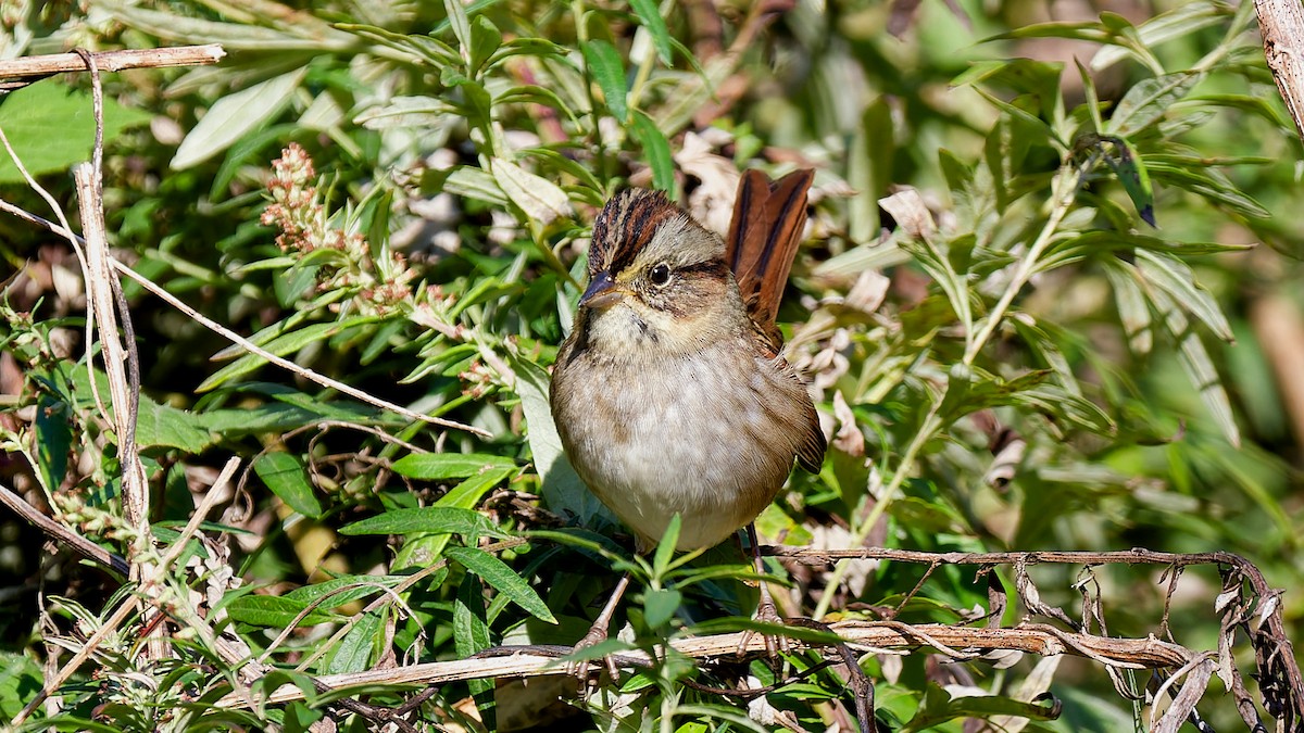 Swamp Sparrow - ML643231480