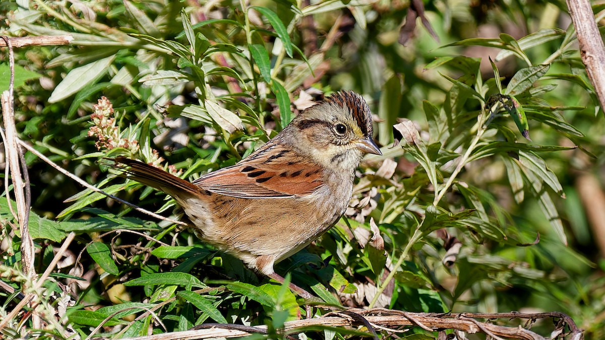 Swamp Sparrow - ML643231481