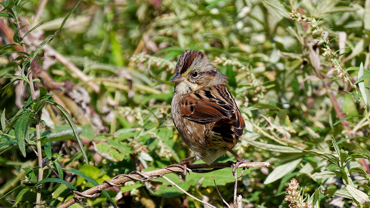 Swamp Sparrow - ML643231482