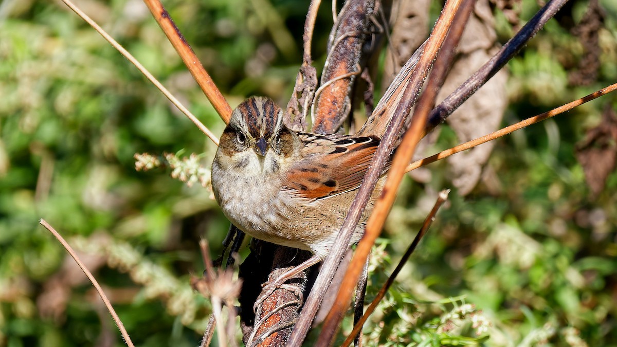 Swamp Sparrow - ML643231483