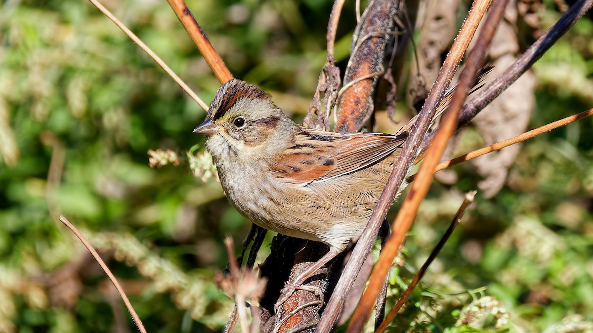 Swamp Sparrow - ML643231484