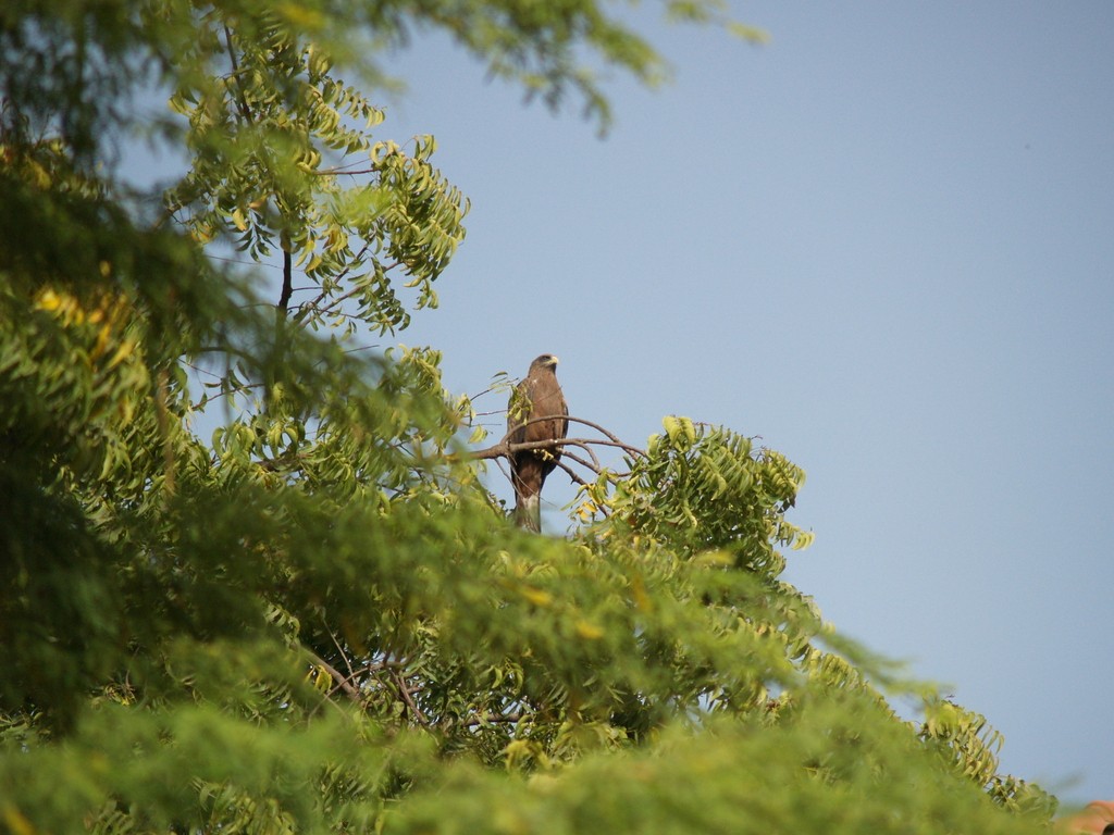 黑鳶 - ML643231485