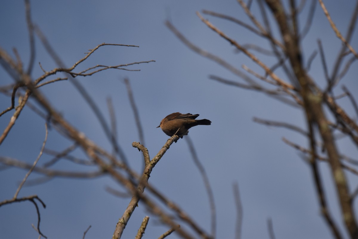 Rusty Blackbird - ML643231486