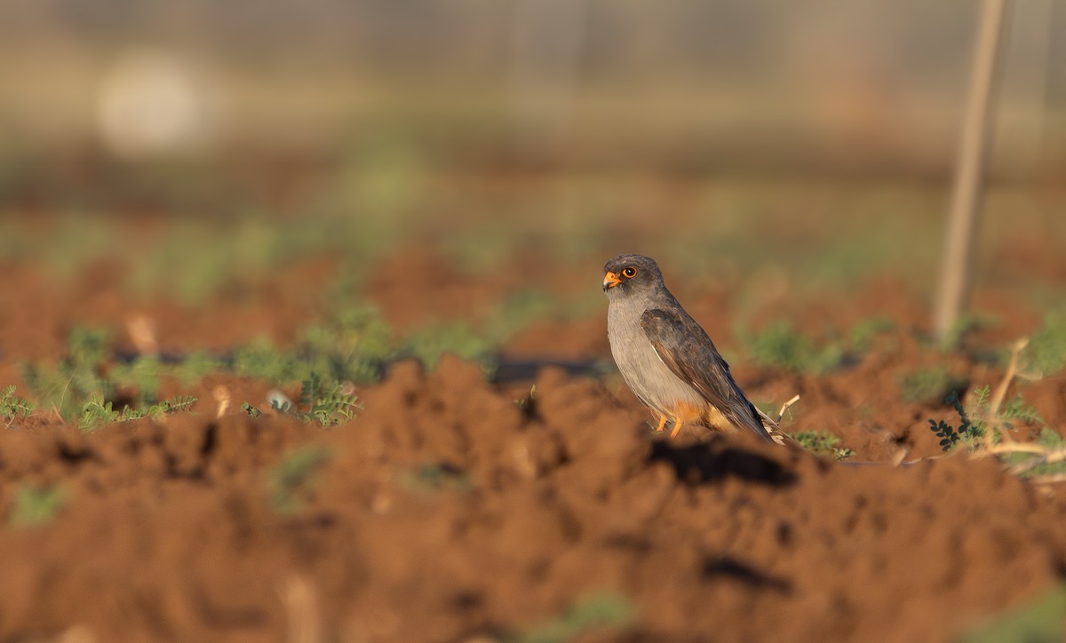 Red-footed Falcon - ML643231487