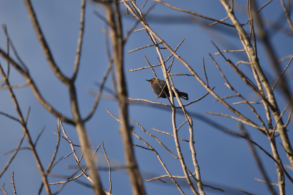 Rusty Blackbird - ML643231488