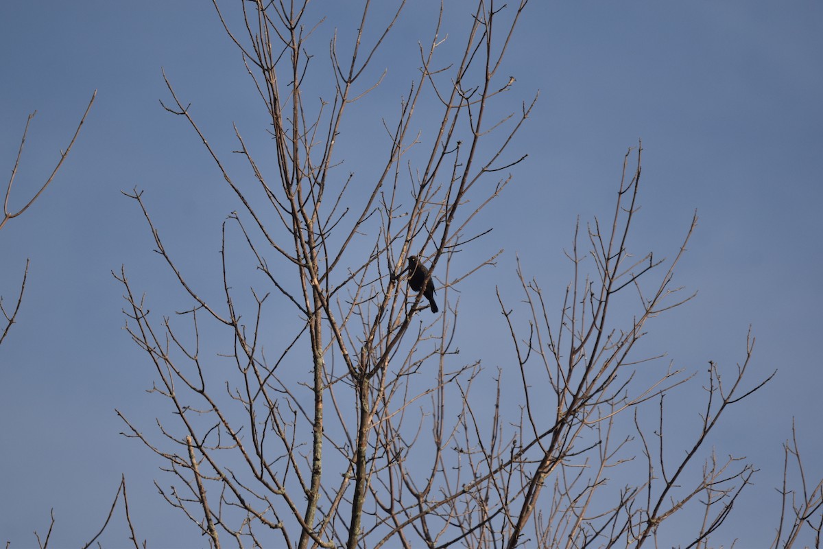 Rusty Blackbird - ML643231489