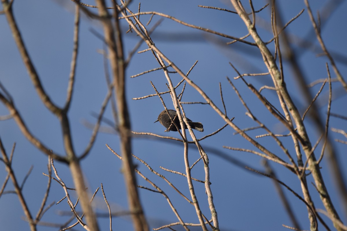 Rusty Blackbird - ML643231490
