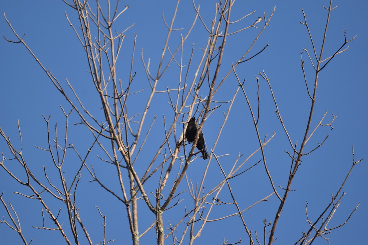 Rusty Blackbird - ML643231491